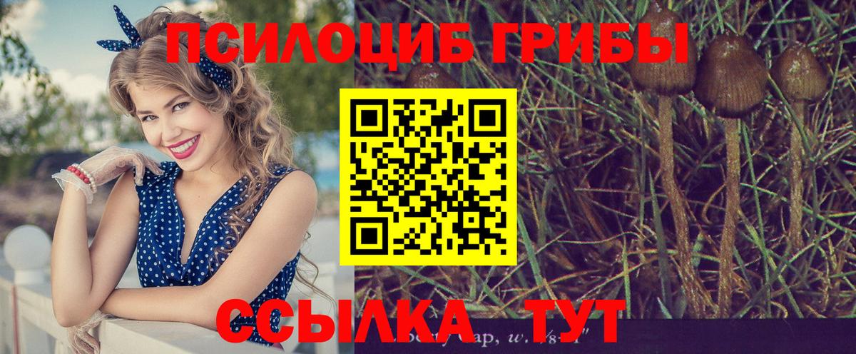 Псилоцибиновые грибы Psilocybine cubensis Кашира